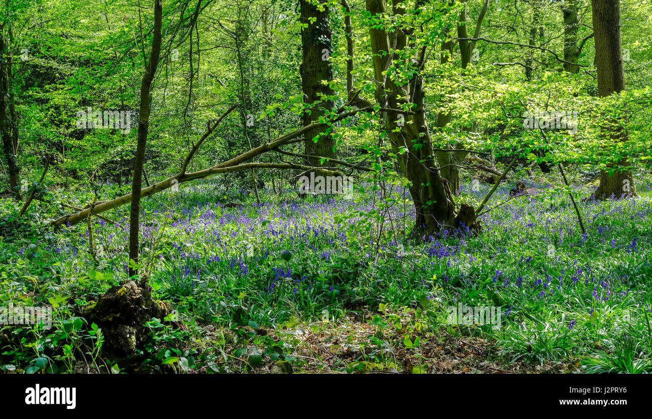 Bluebells flowering in the woods, with lovely light in Springtime. Stock Photo
