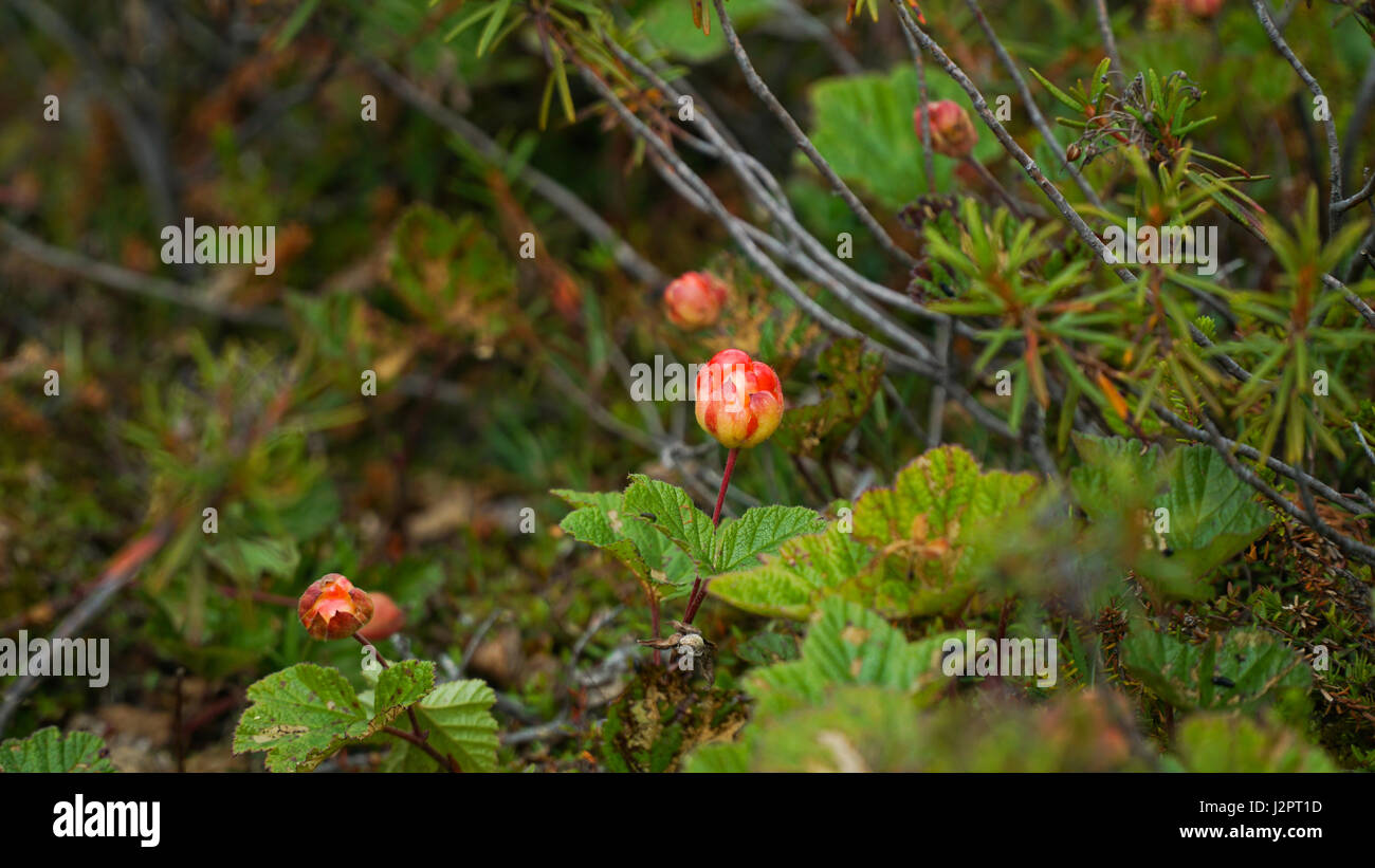 Berry cloudberry grows in the Yamal tundra. Summer Stock Photo