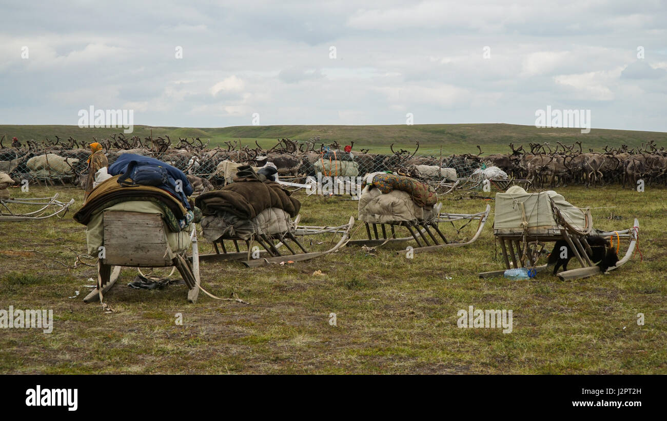 A herd of deer in the fence, surrounded by herders. The Yamal Peninsula. Summer time. Stock Photo