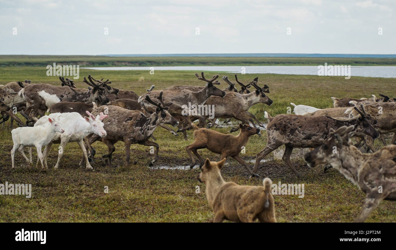 A herd of deer quickly sweeps through the swamp. The Yamal Peninsula. Summer time. Stock Photo