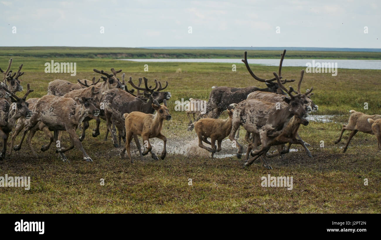 A herd of deer quickly sweeps through the swamp. The Yamal Peninsula. Summer time. Stock Photo