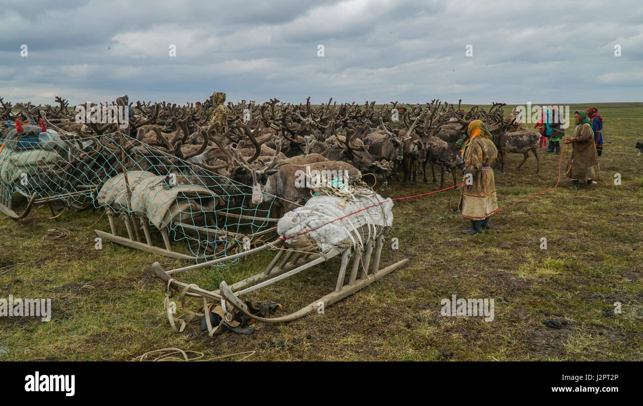 A herd of deer in the fence, surrounded by herders. The Yamal Peninsula. Summer time. Stock Photo