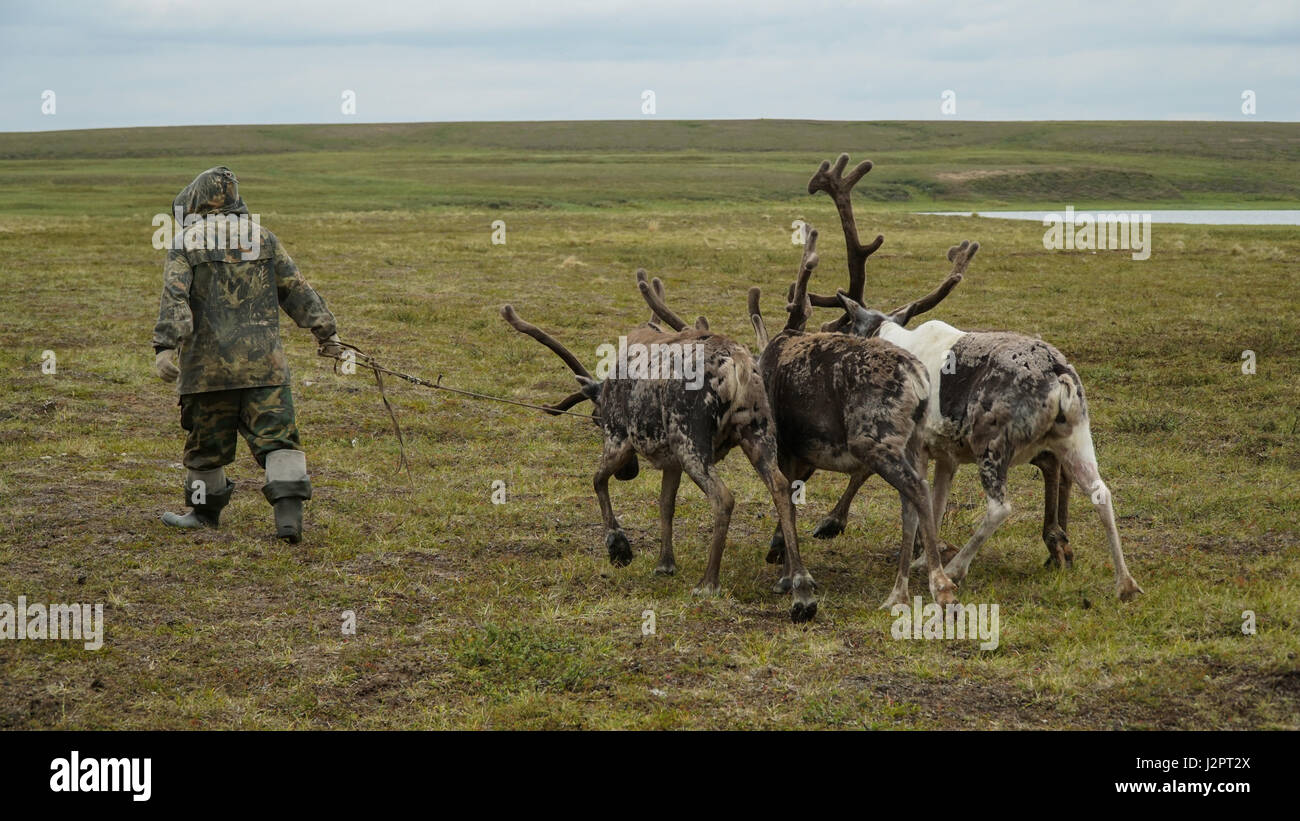 The herder walks with the team of reindeer in the tundra. The Yamal Peninsula. Summer time. Stock Photo