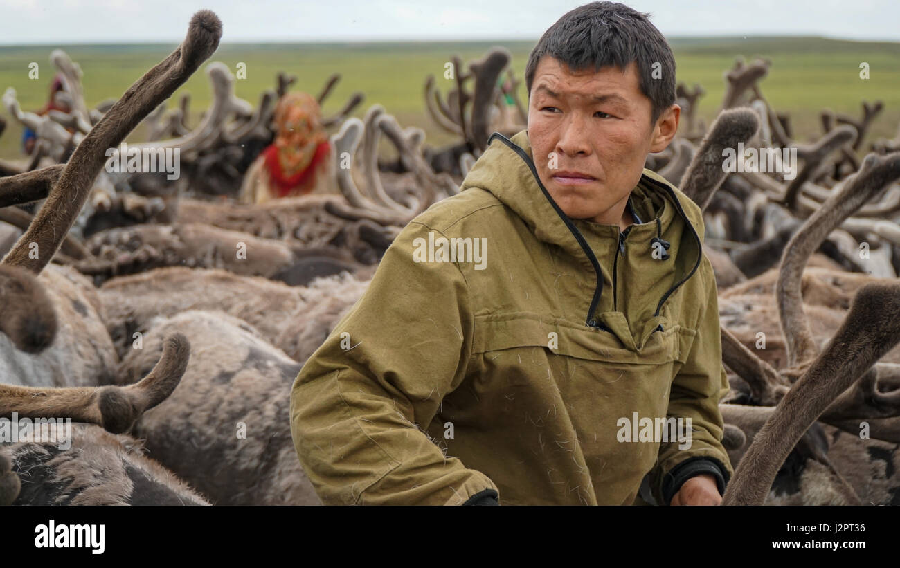 Herders choose deer from the herd in the paddock. The Yamal Peninsula. Summer time. Stock Photo