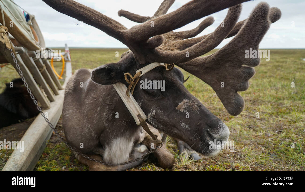 in harness next to the sleds. The Yamal Peninsula. Summer time. Stock Photo