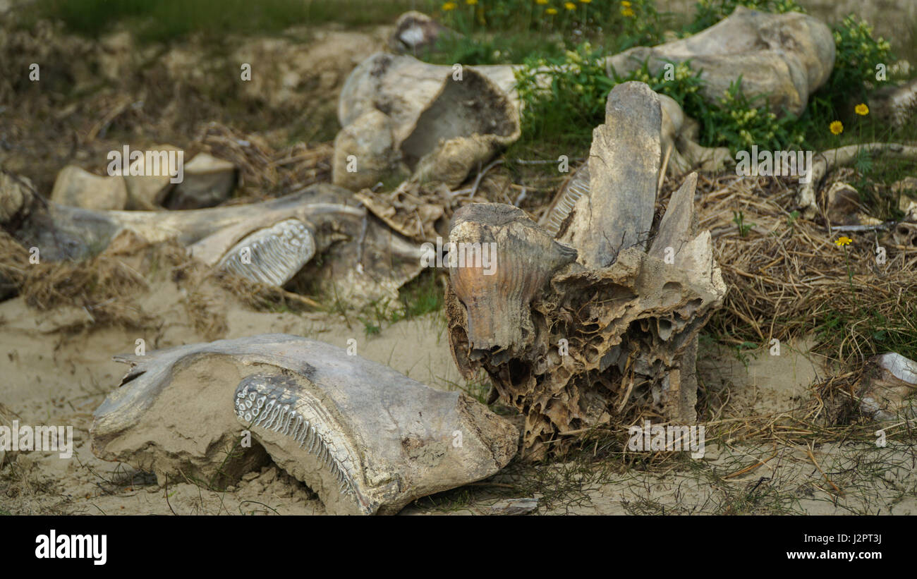 The remains of a mammoth, found by reindeer herders on the Yamal Peninsula after the collapse of the soil in the summer. Stock Photo