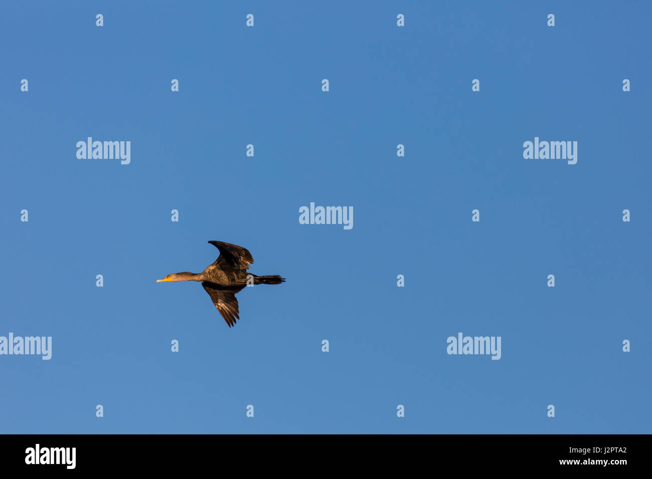 Juvenile double crested cormorant hires stock photography and images