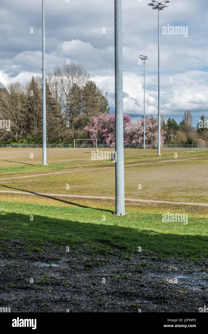 A view of a ball field and Cherry trees in Seatac, Washington Stock