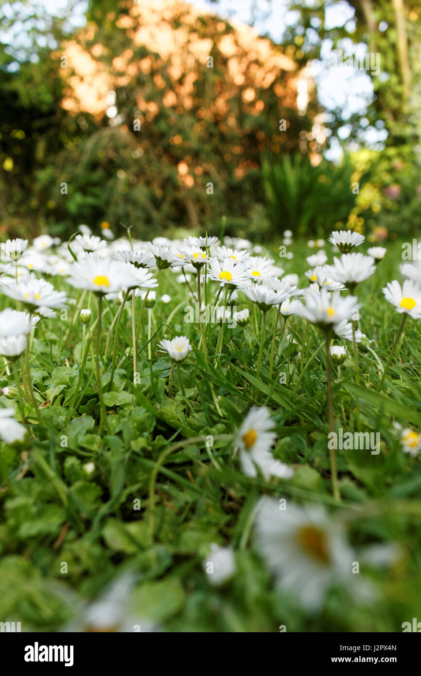 White daisies on a meadow Stock Photo