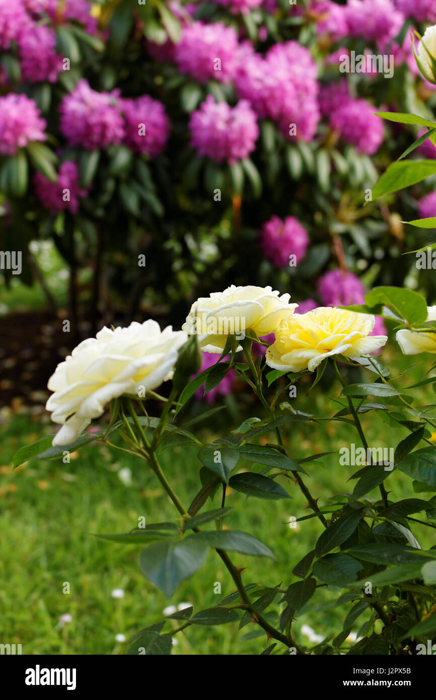Yellow rose with pink rhododendron in the background Stock Photo - Alamy