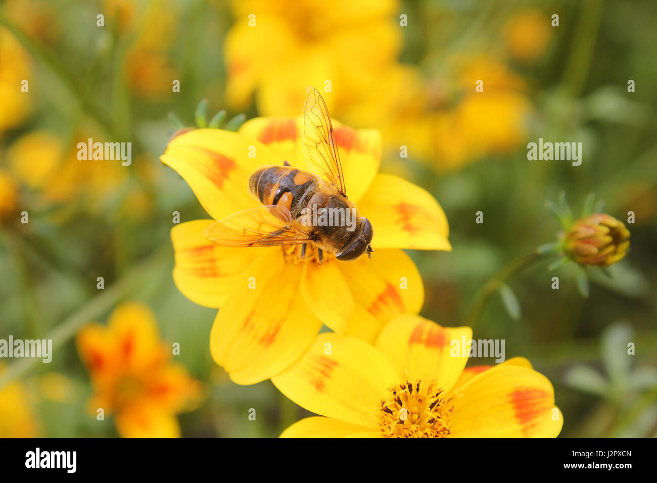 a bee on a bee dance flower Stock Photo