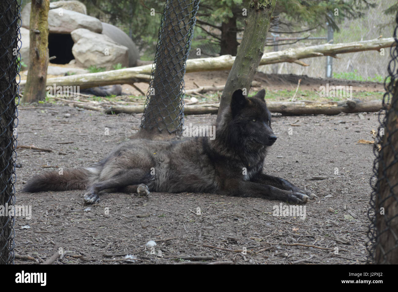Wolf down hi-res stock photography and images - Alamy