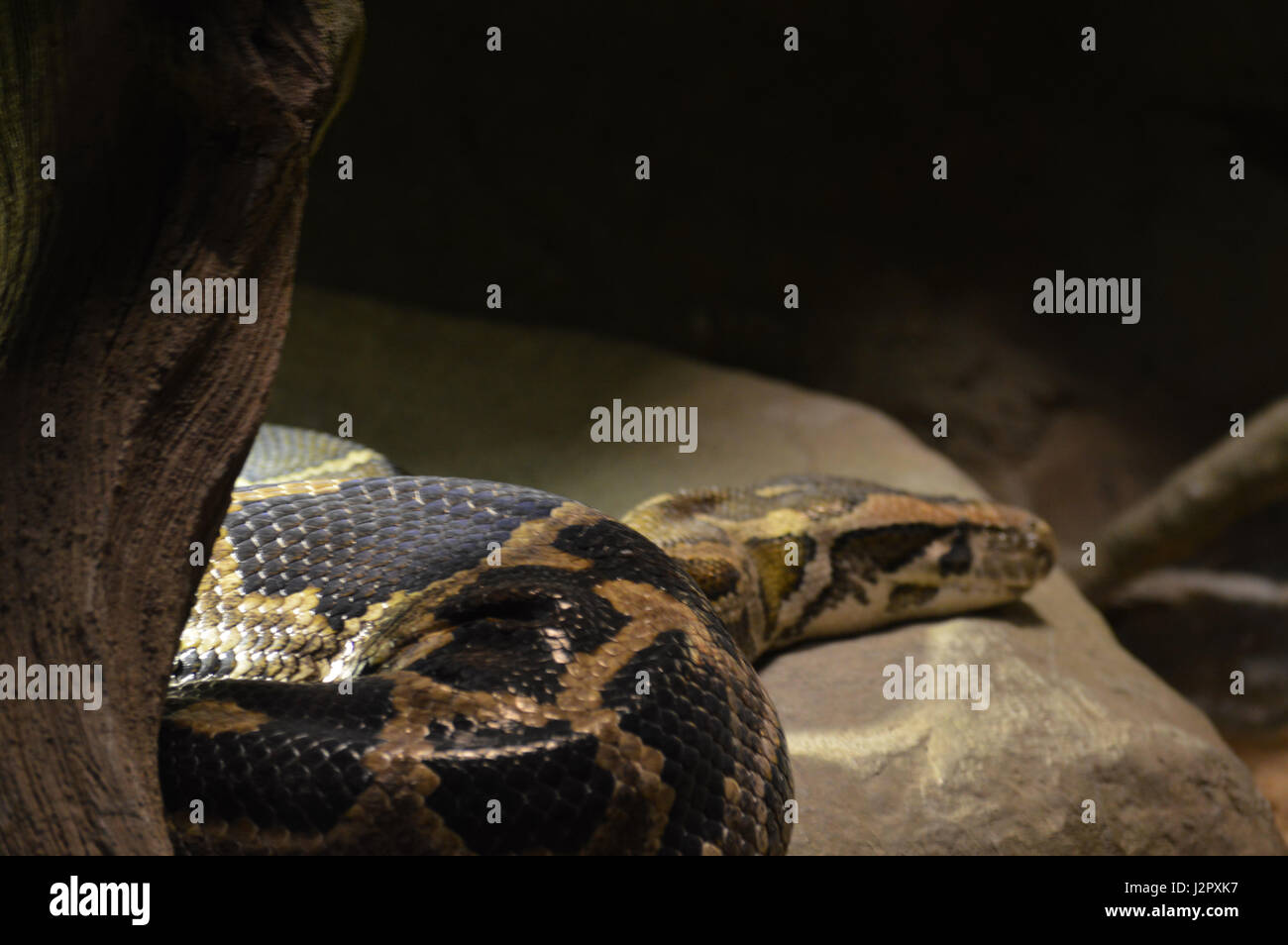 Burmese rock python hi-res stock photography and images - Alamy