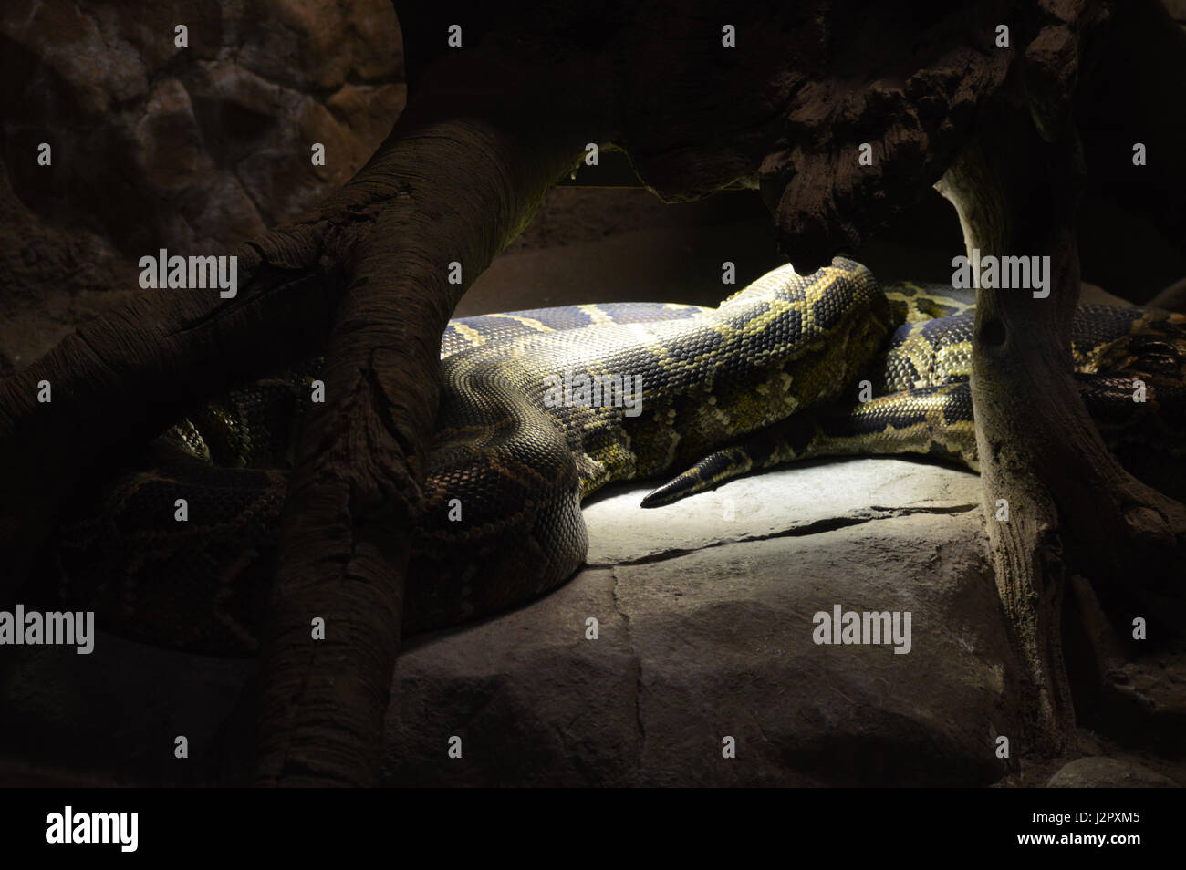 Burmese rock python hi-res stock photography and images - Alamy