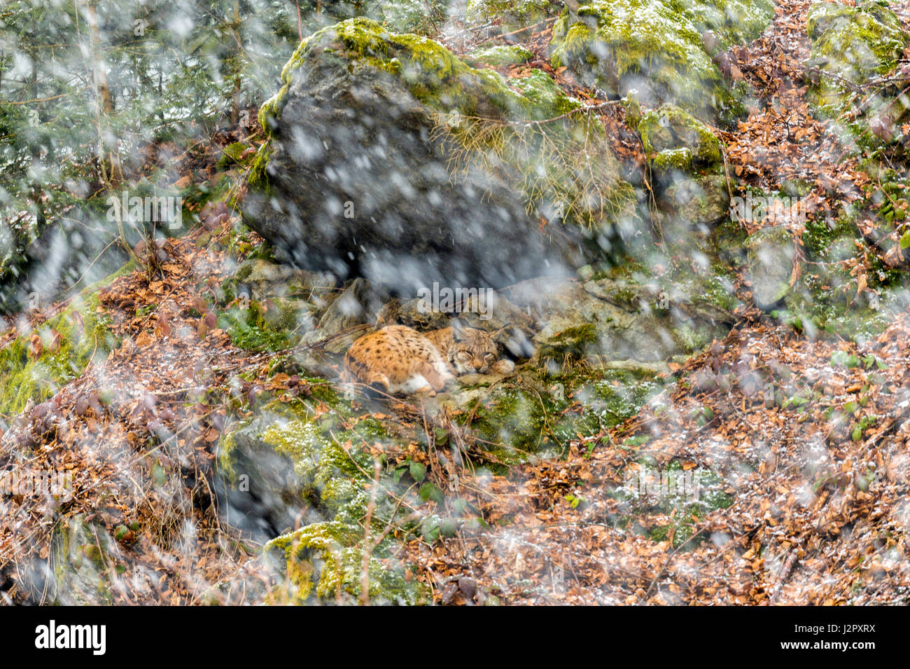 Beautiful Eurasian Lynx (Lynx lynx) depicted taking cover from a snow storm under a rocky outcrop in a remote woodland winter setting. Stock Photo