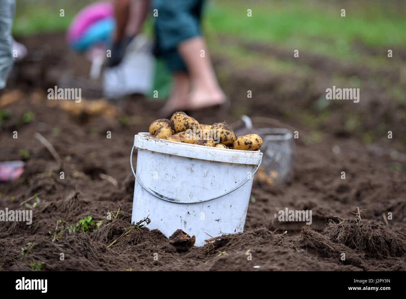 Potato harvest talc. White bucket of potatoes Stock Photo Alamy