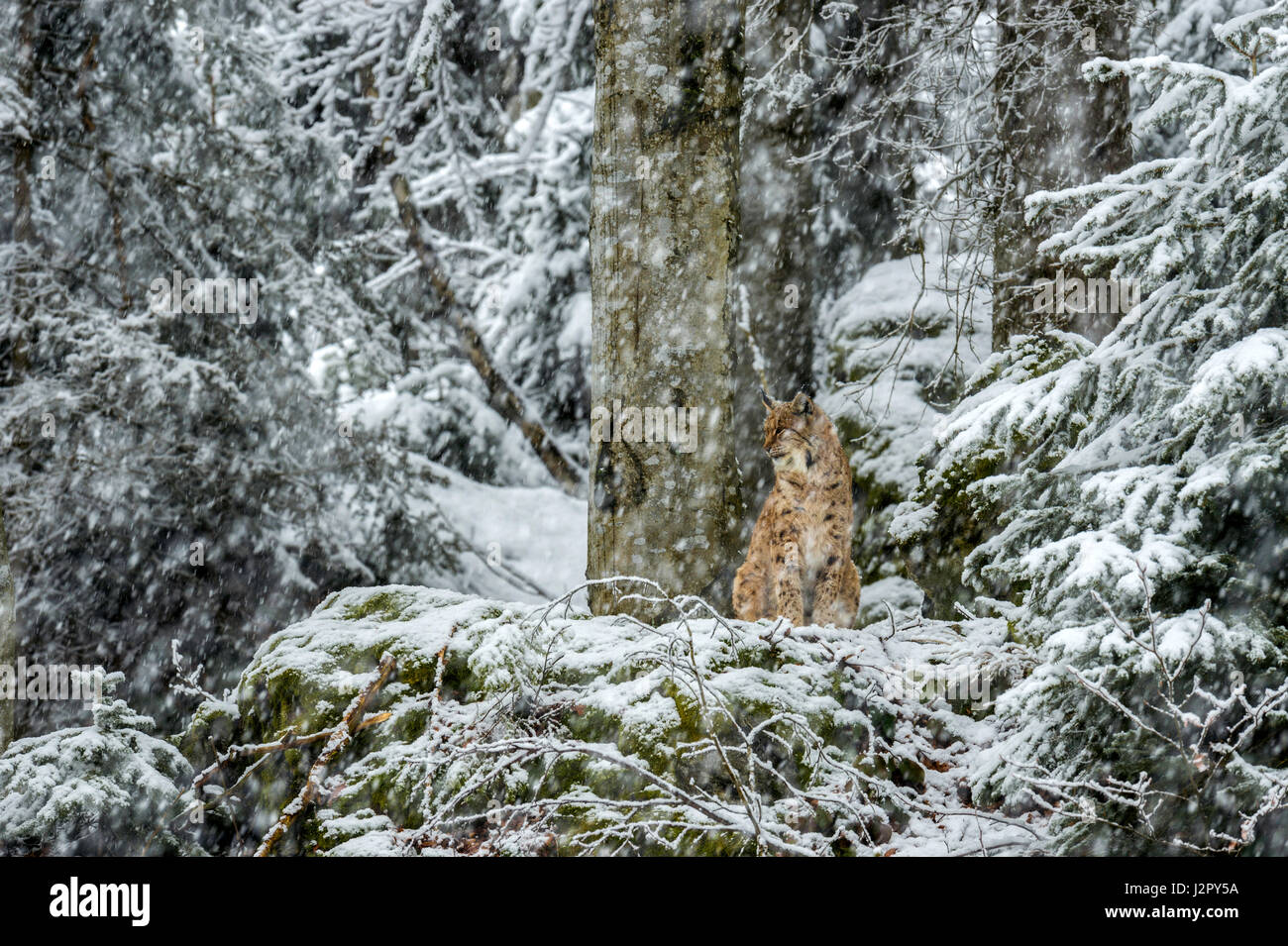 Beautiful Eurasian Lynx (Lynx lynx) depicted seated on a rocky outcrop, surveying its snow covered surroundings in a remote woodland winter setting. Stock Photo