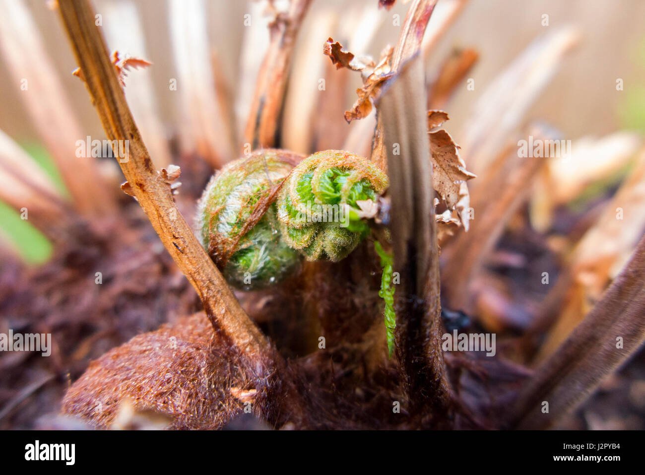 New growth shoots / frond / fronds in spring on a Tasmanian Treefern / tree fern – Dicksonia antarctica – that was collected from Tasmania. Australia. Stock Photo