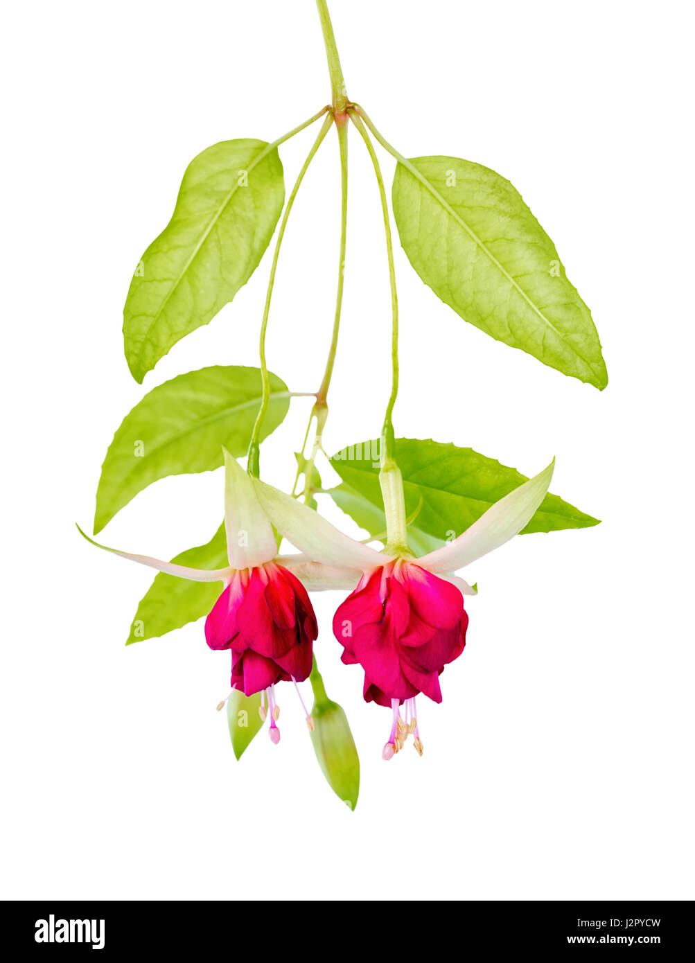 beautiful blooming hanging twig of red and white fuchsia flower is isolated on white background, close up, Mood Indigo Stock Photo
