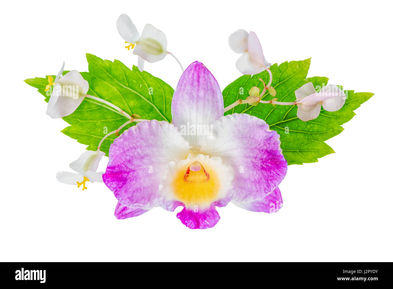 beautiful composition of dendrobium, begonia flower and hibiscus green leaves, isolated on white background, close up Stock Photo
