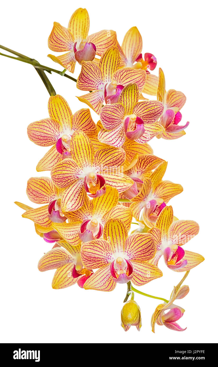 beautiful branch of abundant striped orange orchid, phalaenopsis is isolated on background, close up, make up Stock Photo