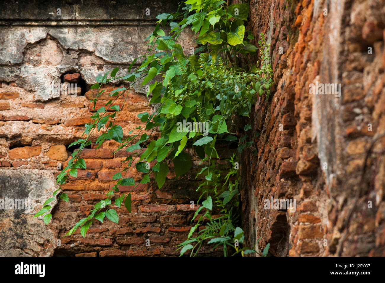 Scattered plants grow out on a run-down Bara Katra building in Old Dhaka. Bangladesh Stock Photo