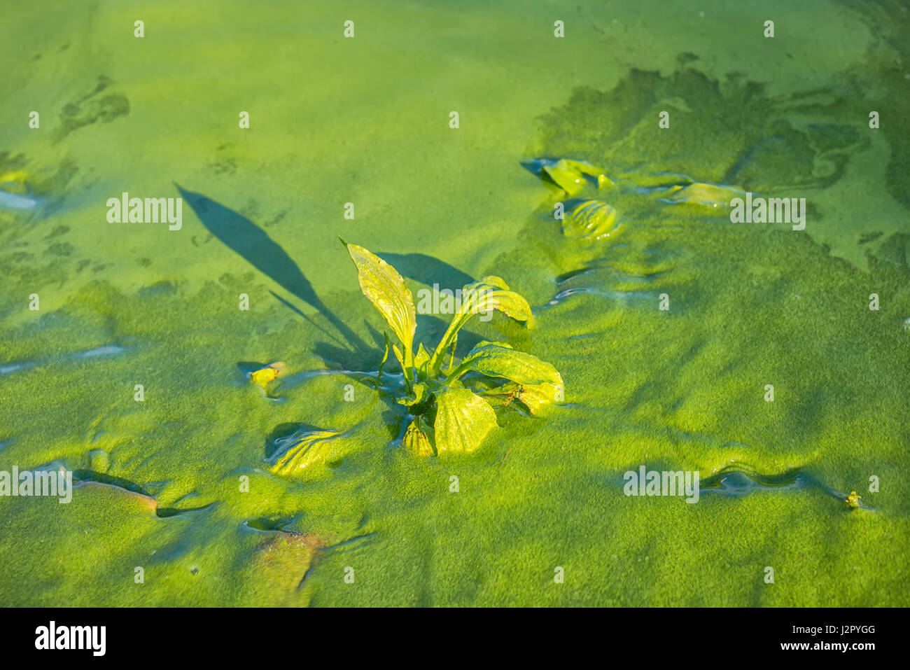 concept of water pollution environmental with river is covered green duckweed and plant Stock Photo