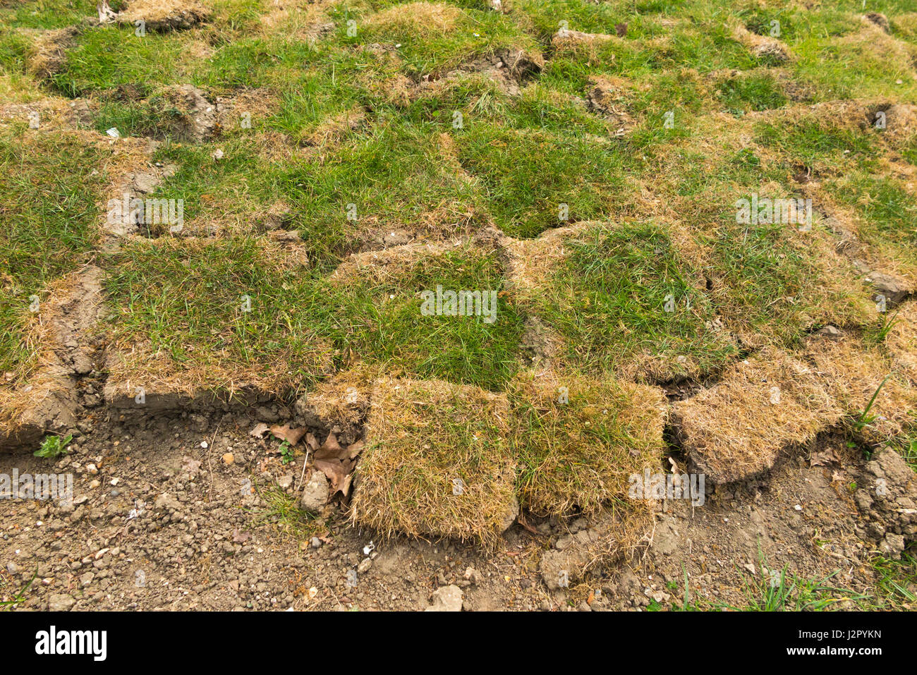 Very badly laid turf / grass / lawn which hasn't bonded with the stony
