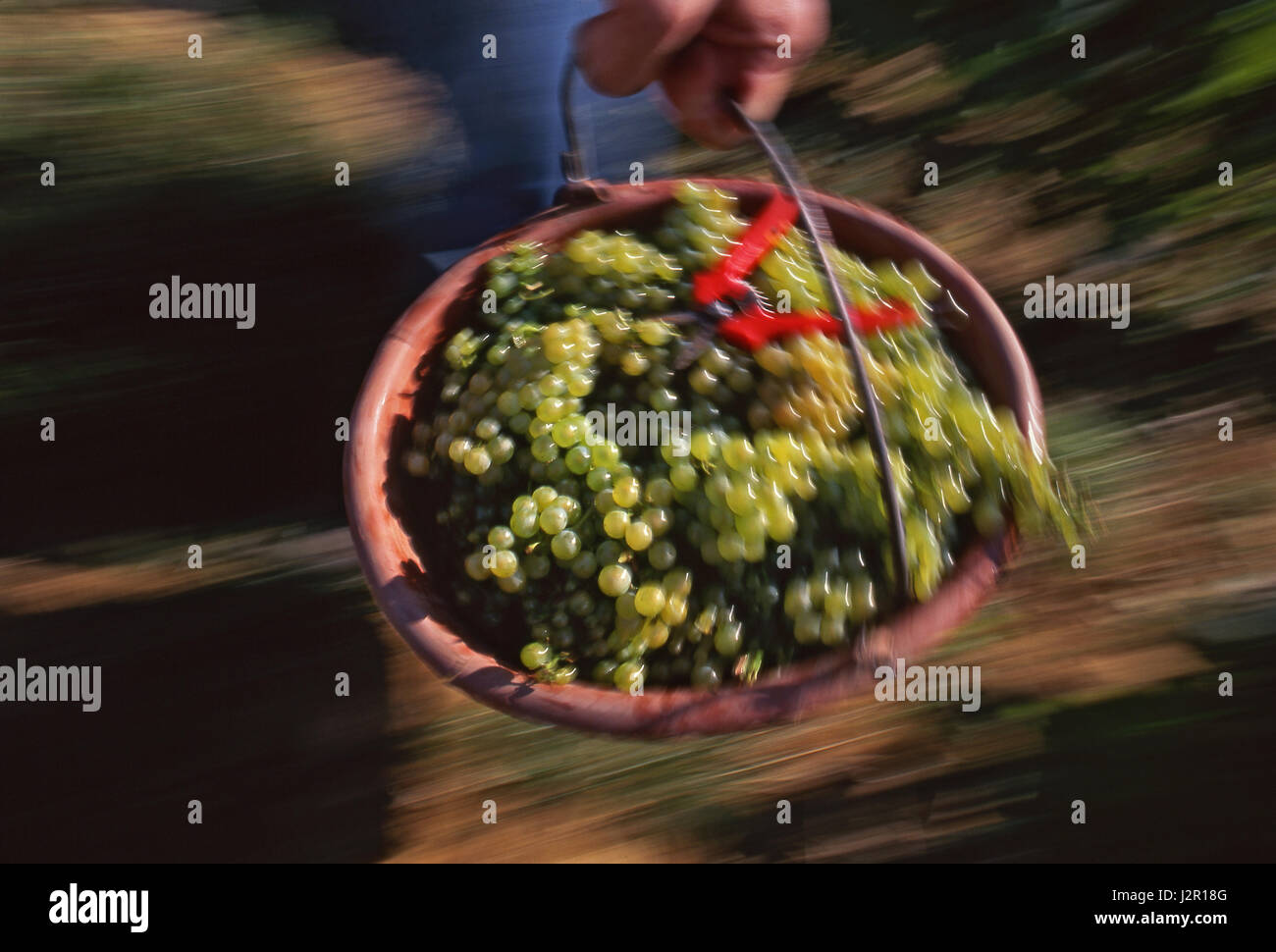 SPEED BLUR HARVESTER White Chardonnay wine grape picker at speed in