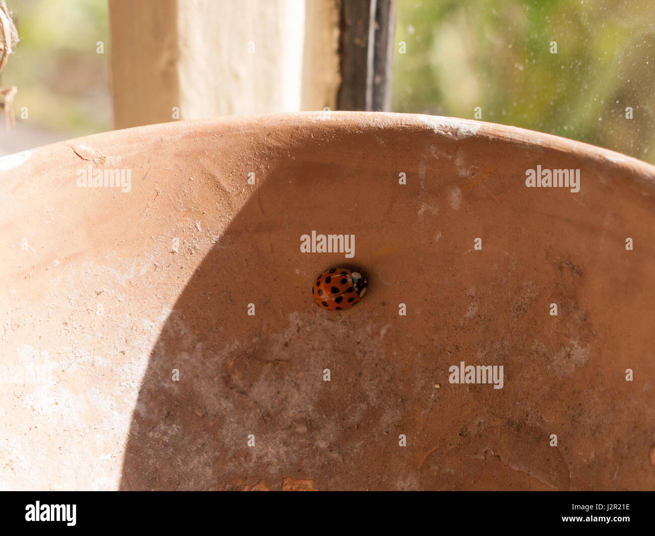 Lady Bird Insect Inide Ladybird on a table hi-res stock photography and images - Alamy