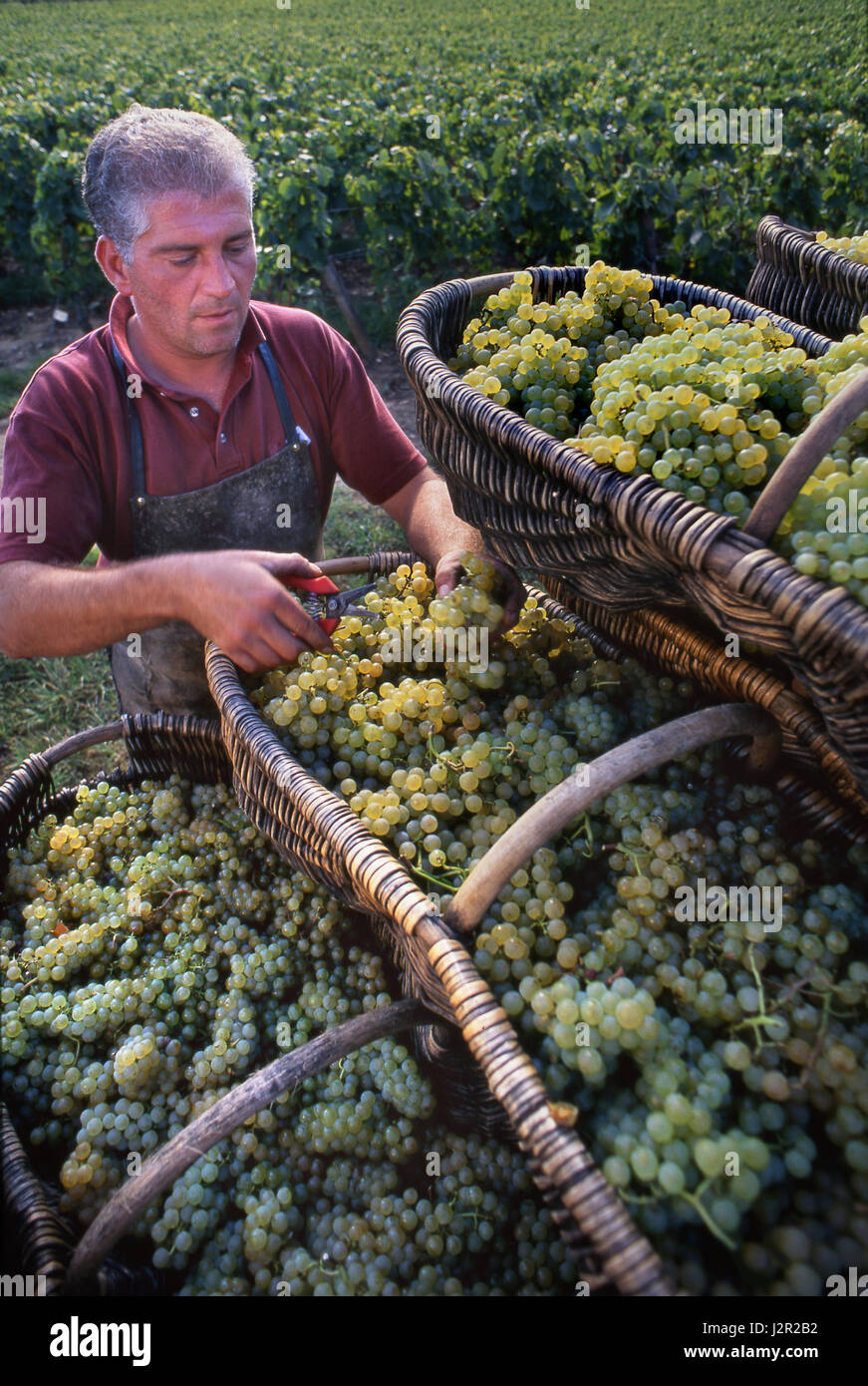 Chardonnay Grand Cru Grape harvest. Wicker Burgundy baskets Chardonnay grapes Louis Latour vineyards Hill of Corton, Aloxe-Corton, Côte d'Or, France Stock Photo