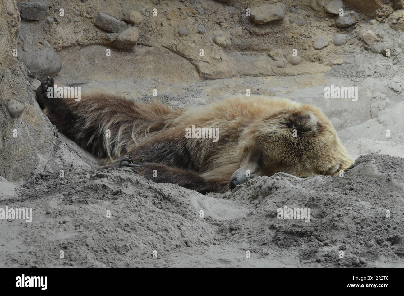 Bear hole hi-res stock photography and images - Alamy