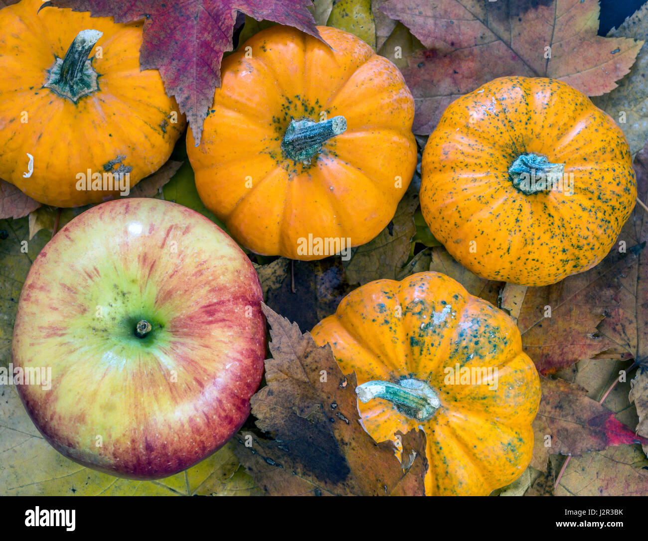 autumn still life with pumpkins and apples on leaves Stock Photo - Alamy