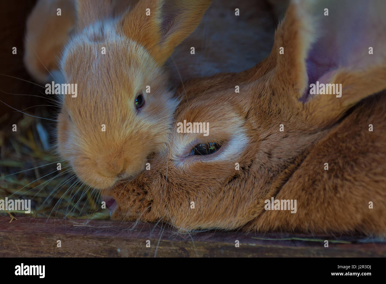 Angora rabbit funny hi-res stock photography and images - Alamy