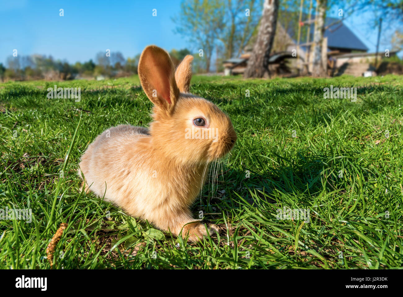 Brown young cute rabit in the meadow (sunset Stock Photo - Alamy