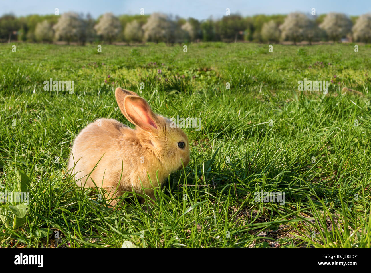 Brown young cute rabit in the meadow (sunset Stock Photo - Alamy