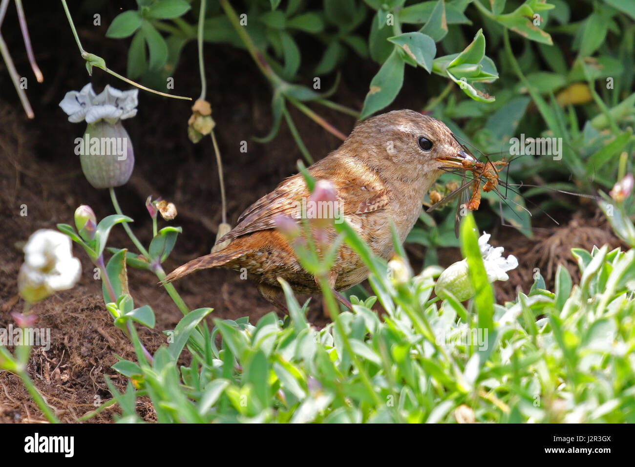 A wren with a beak full of insects for it's young Stock Photo
