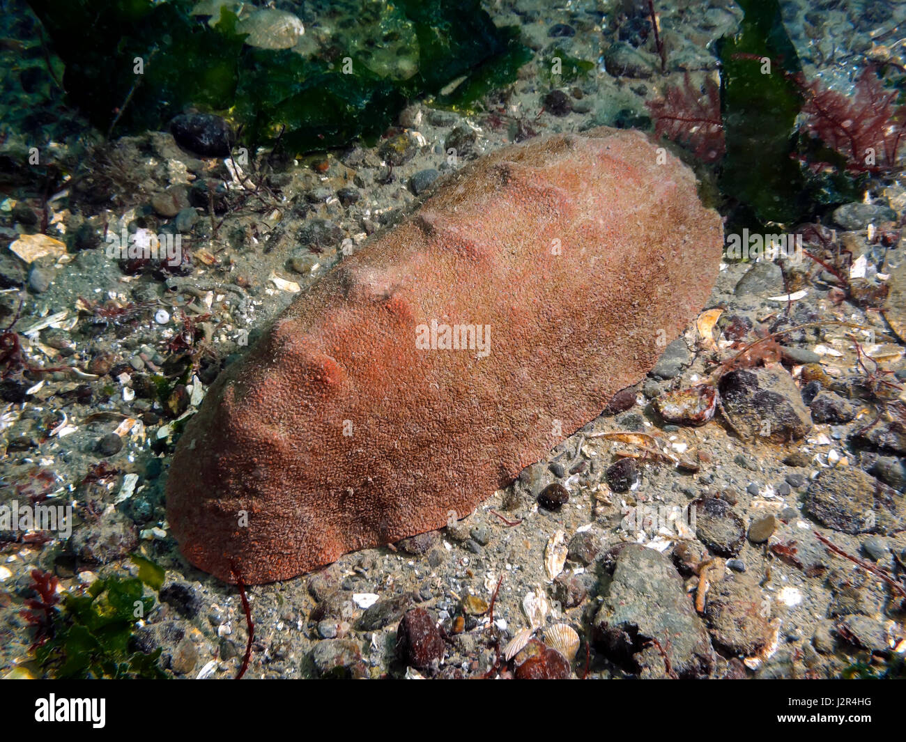 A Gumboot Chiton (Cryptochiton stelleri) also known as a Giant Western Firey Chiton photographed while scuba diving in Southern British Columbia, Cana Stock Photo