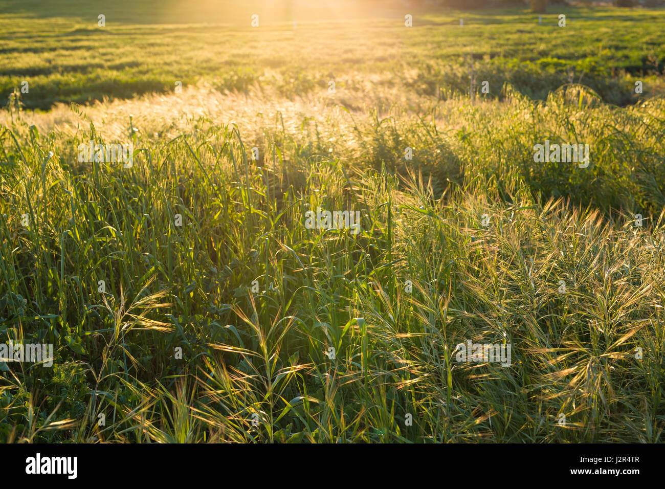 Green meadow. Bright sunset over green field Stock Photo - Alamy