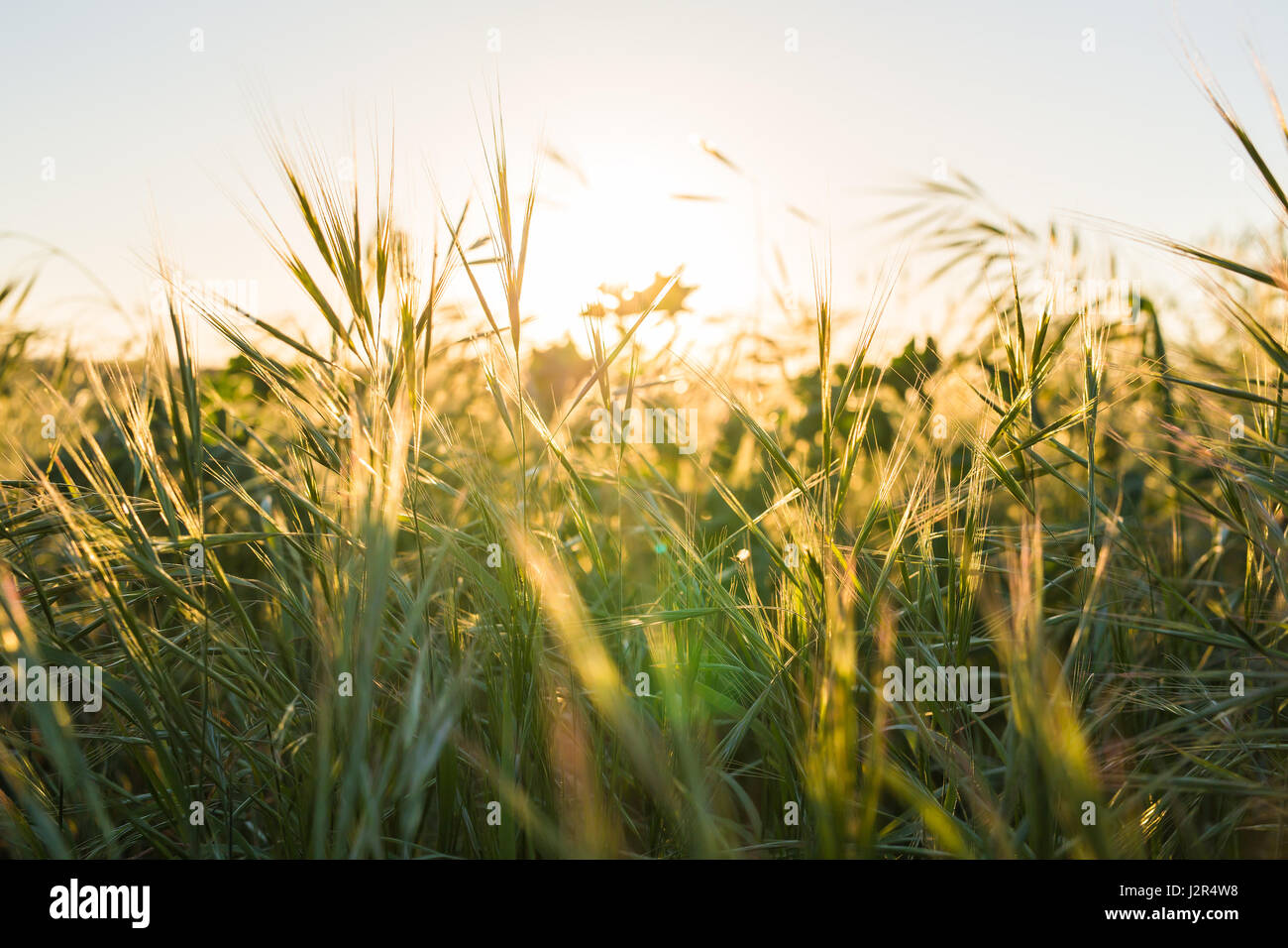 Green meadow. Bright sunset over green field Stock Photo - Alamy