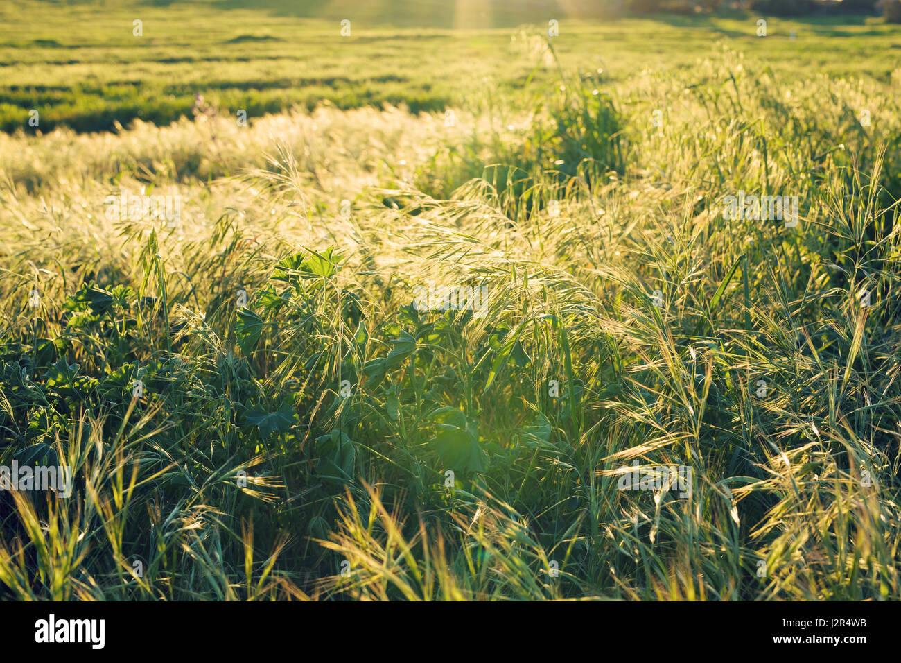 Green meadow. Bright sunset over green field Stock Photo - Alamy