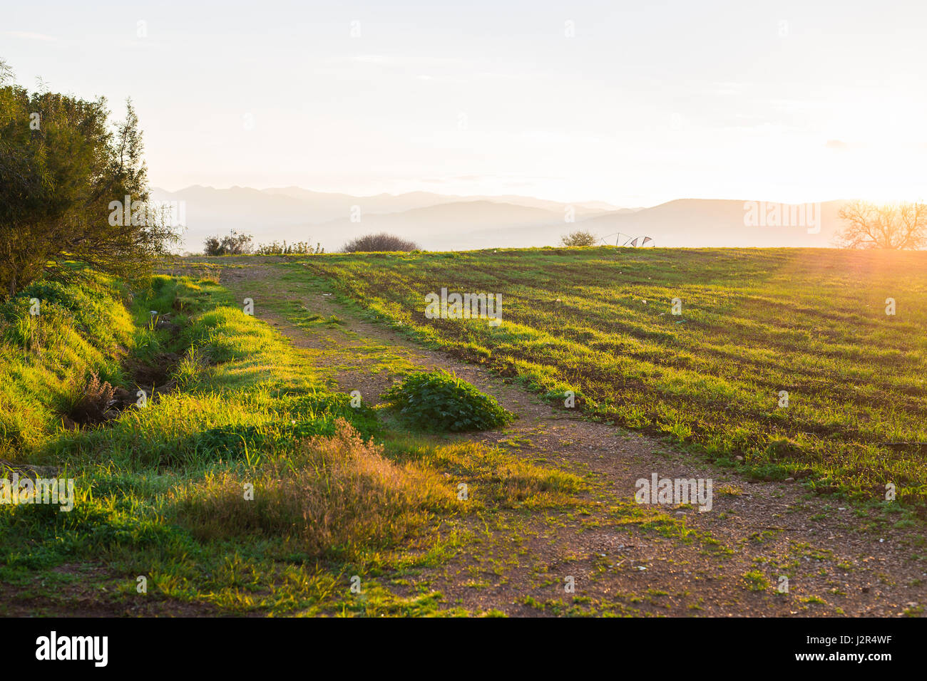 green rural field at the early morning Stock Photo - Alamy