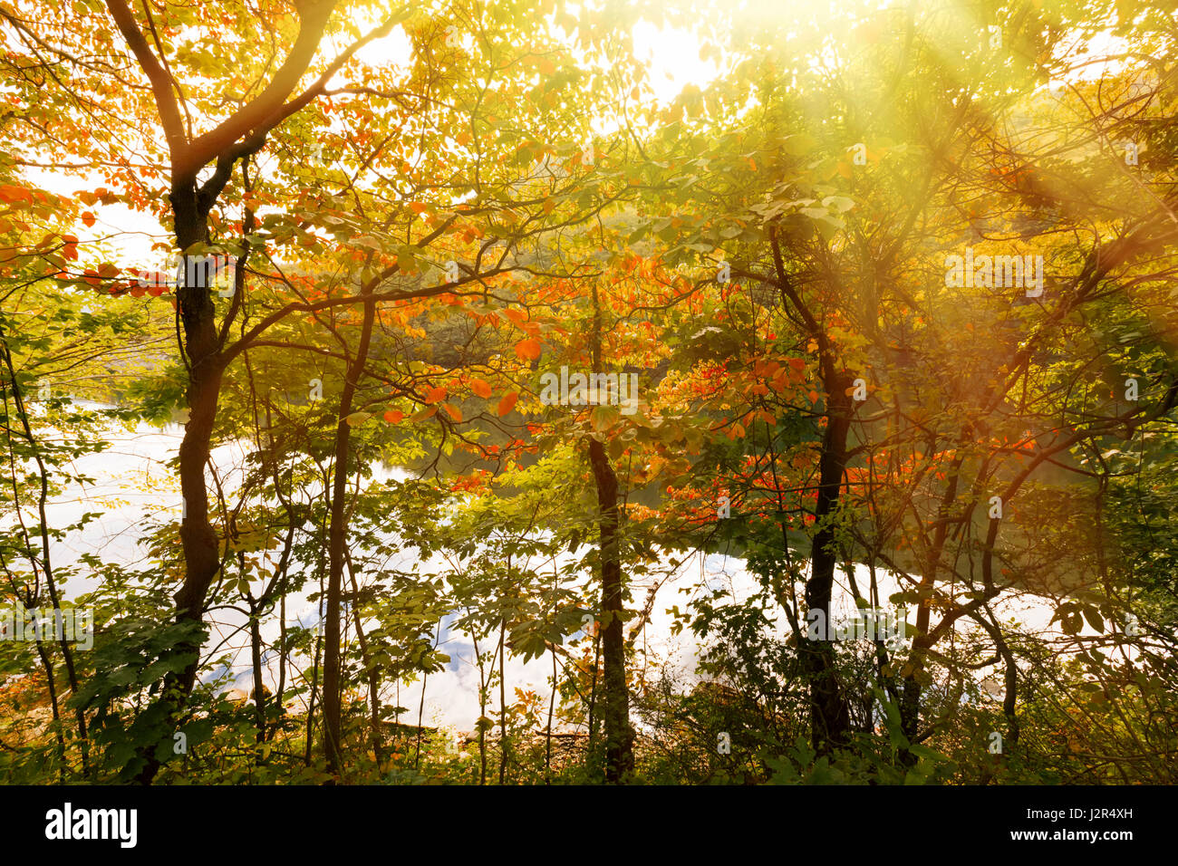 View of the beautiful forest lake Stock Photo - Alamy