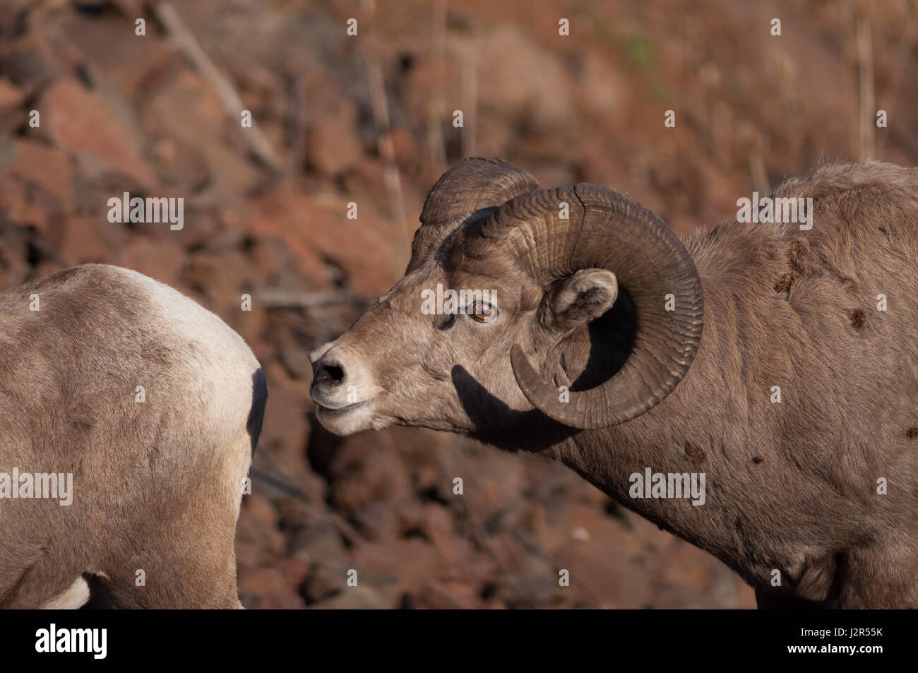 Big Horn sheep in Hells Canyon of eastern Oregon Stock Photo Alamy
