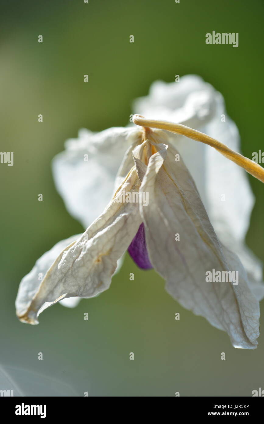 Dying Orchid Plant