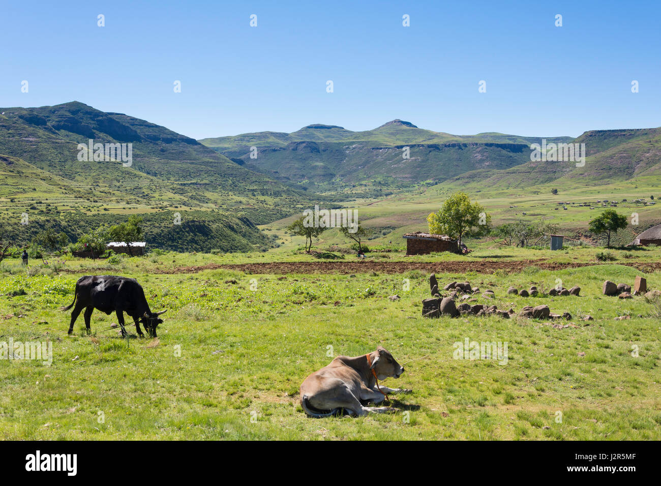 Countryside view with farm animals, Near Nyakosoba, Maseru District, Kingdom of Lesotho Stock Photo