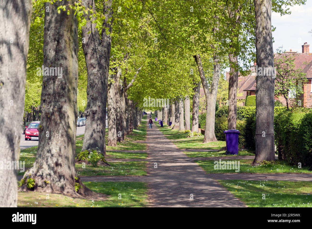 Tree lined footpath uk hi-res stock photography and images - Alamy