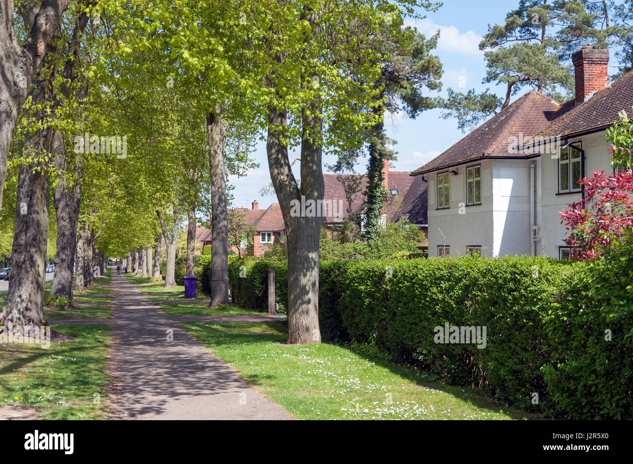Treelined footpath annd houses, Broadway, Letchworth Garden City