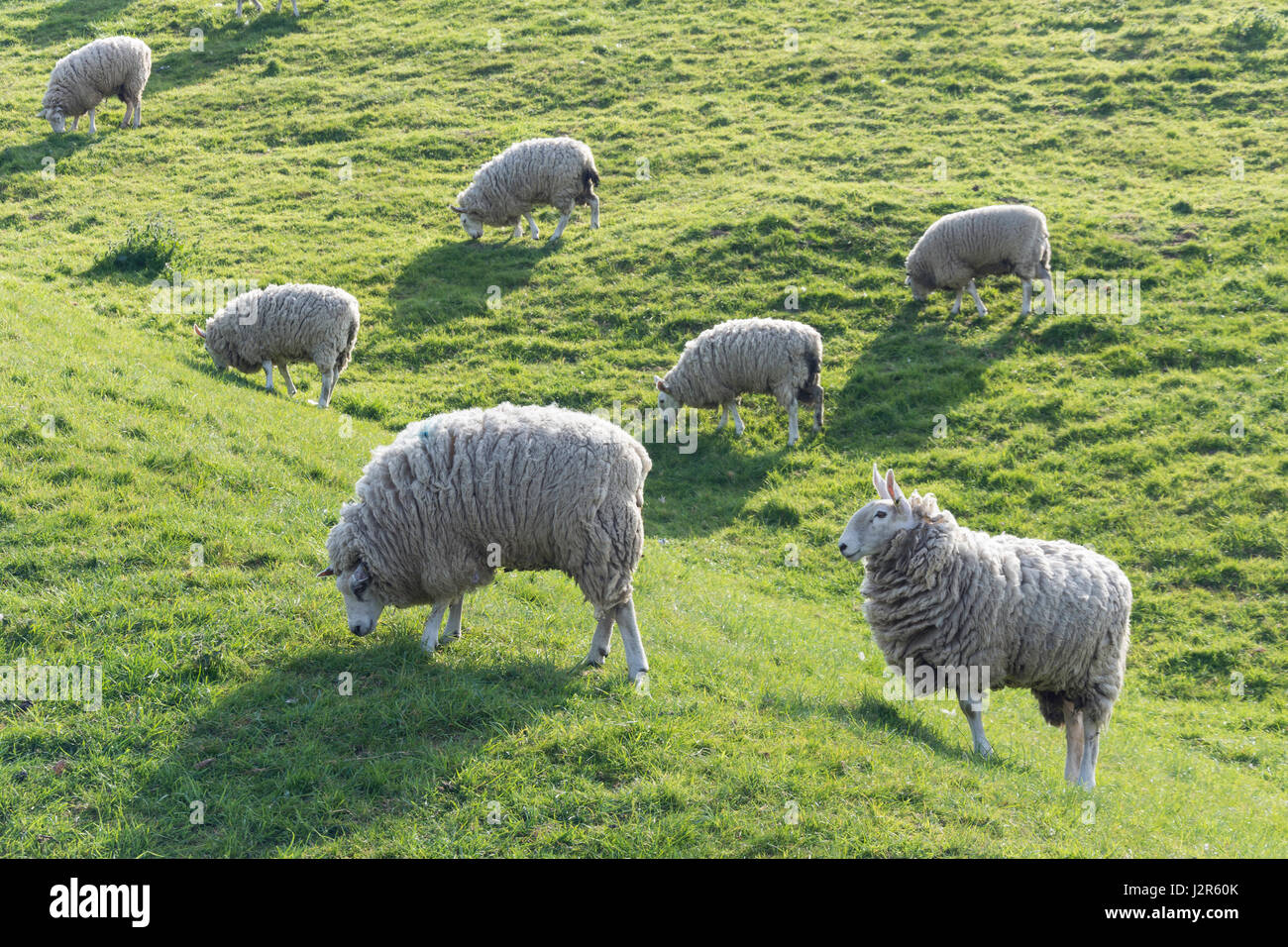 Sheep grazing on side of Queen Mary Reservoir, Ashford, Surrey, England, United Kingdom Stock Photo