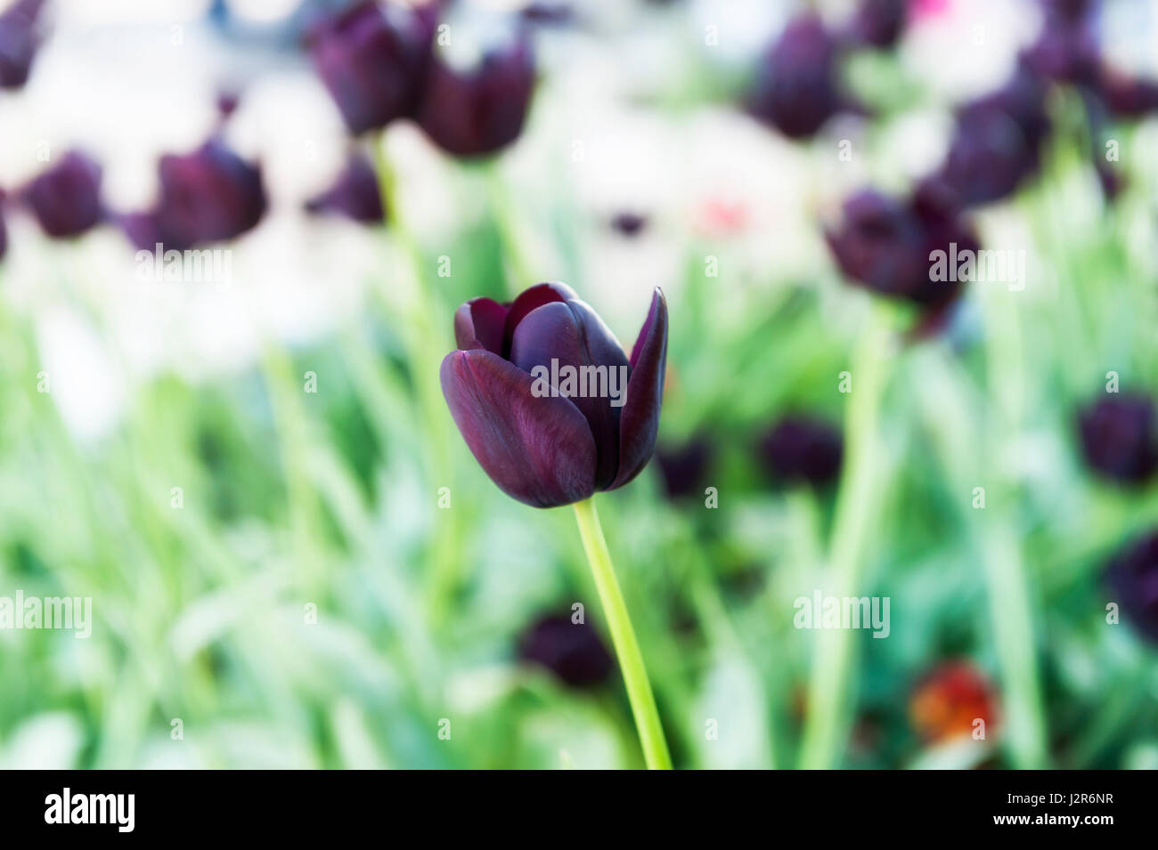 Colorful tulips in the park. Spring landscape Stock Photo - Alamy